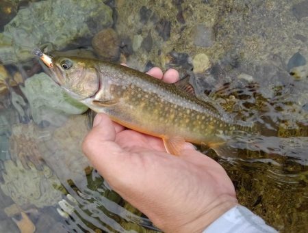 渓流ベイトフィネス初挑戦